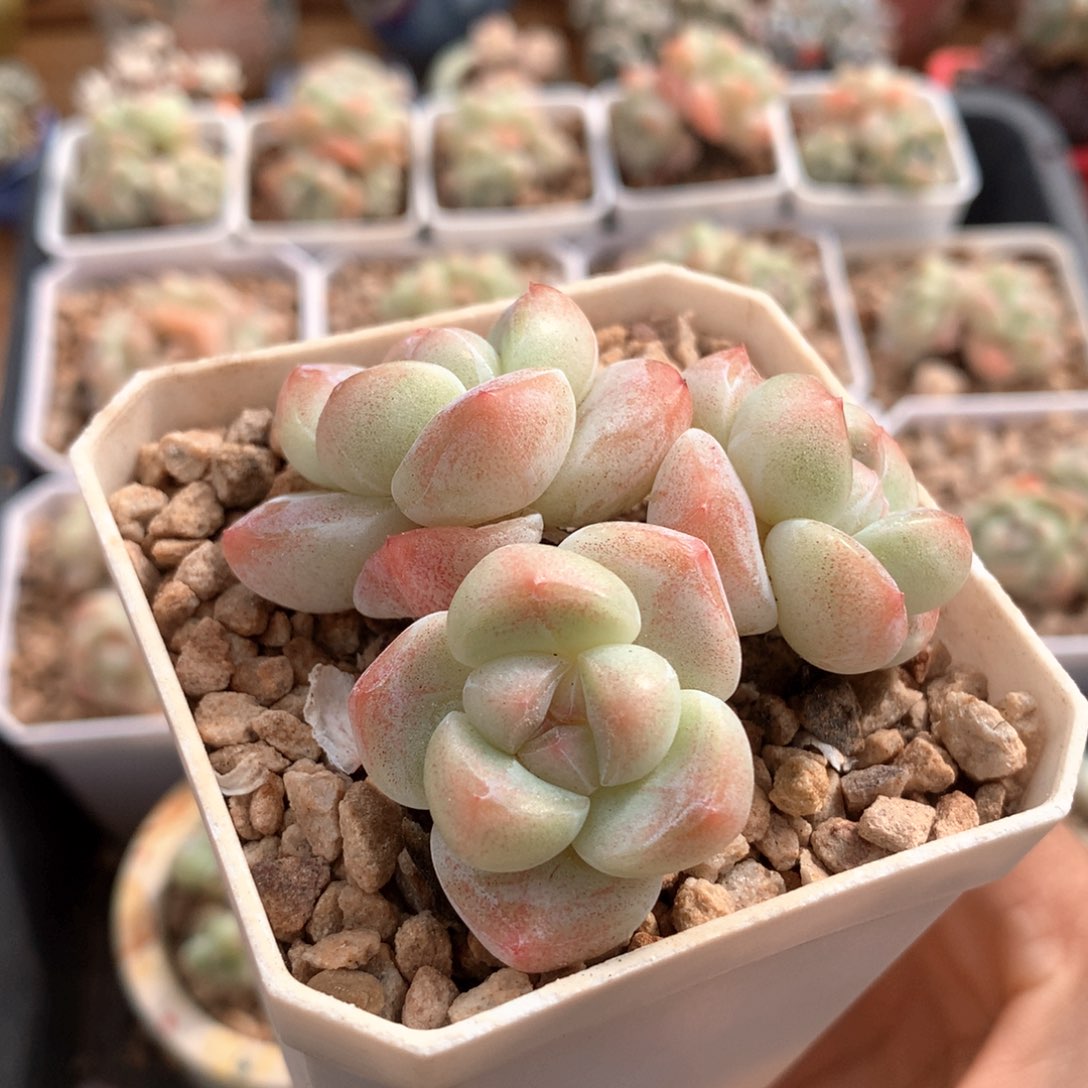 三头老桩冰玉002