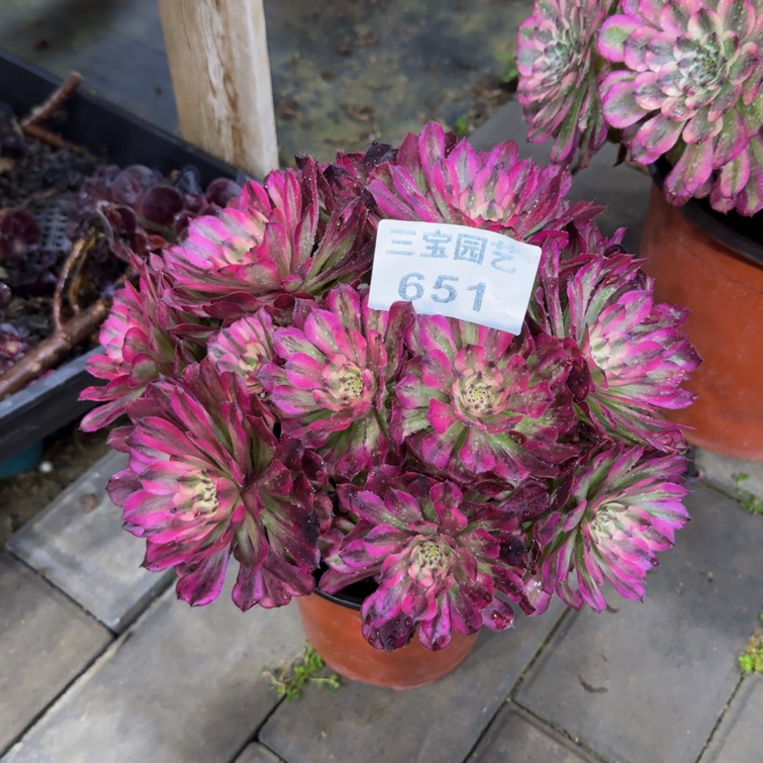 玉*多肉植物651辉煌