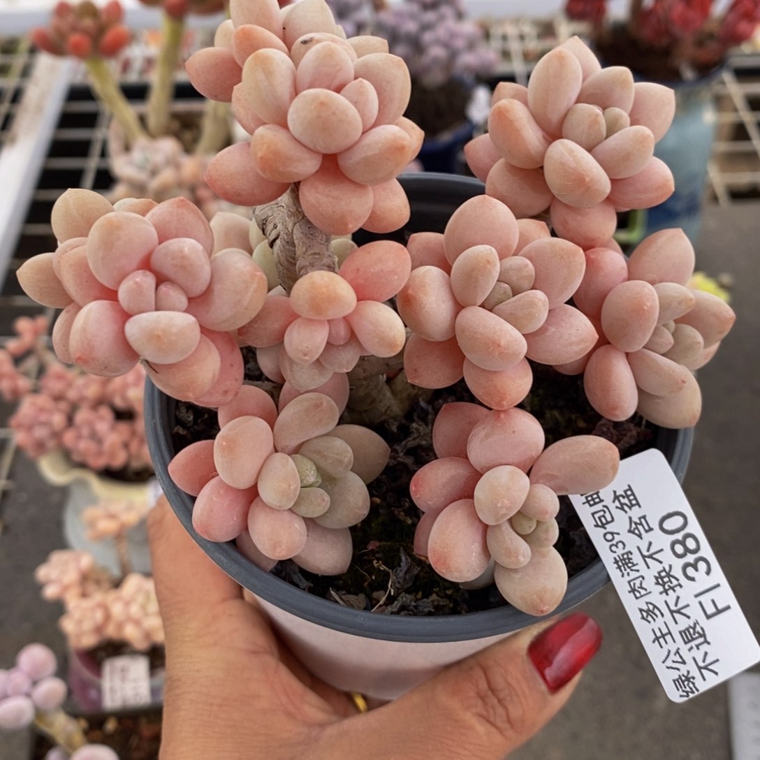 鱼子酱380/10cm多肉