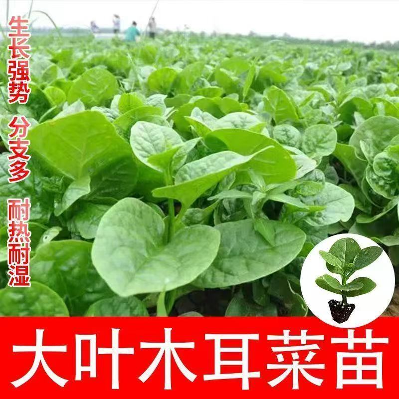 正宗圆叶木耳菜四季蔬菜秧苗秋冬带土南北方庭院阳台种植高产耐寒