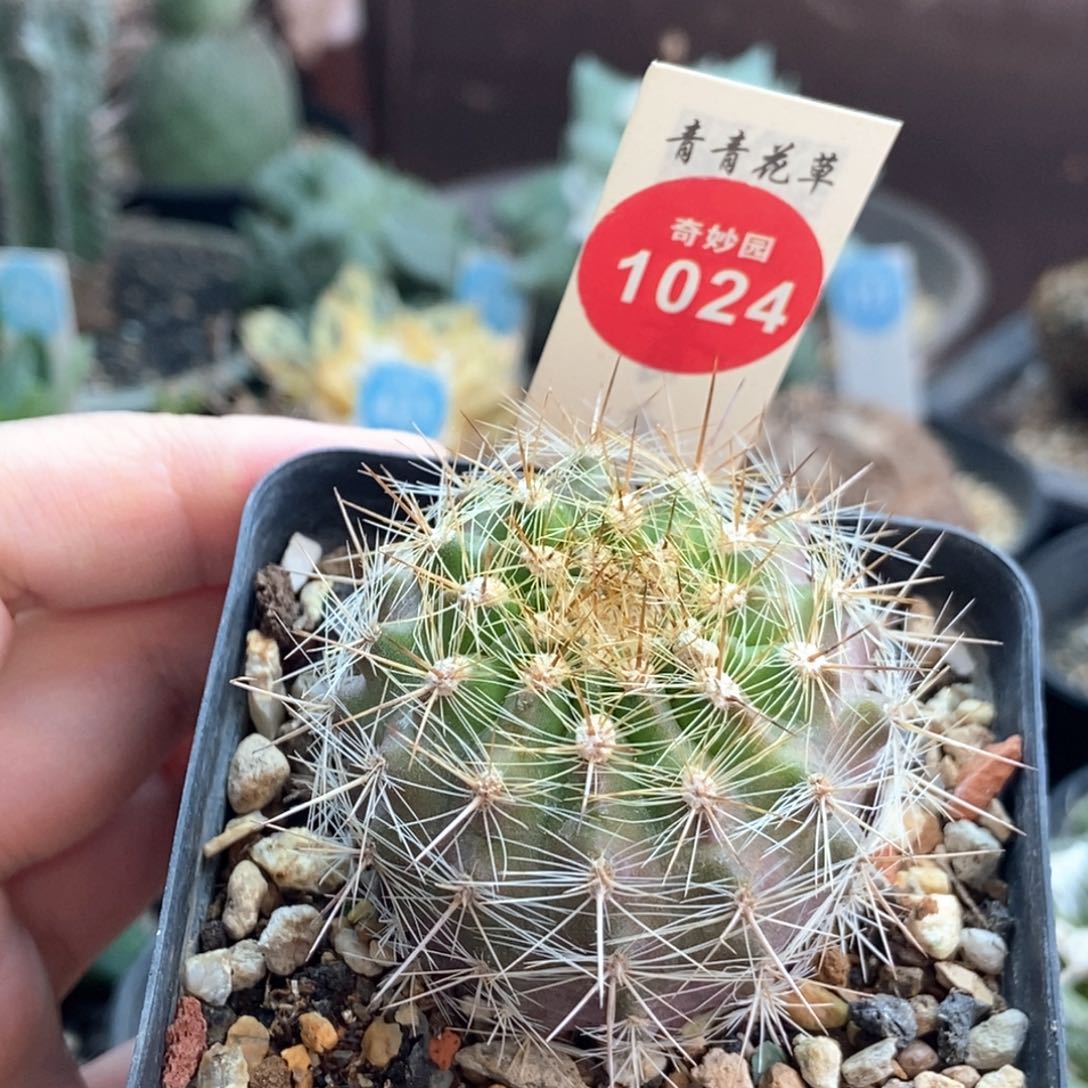 实生逆龙丸4.2cm