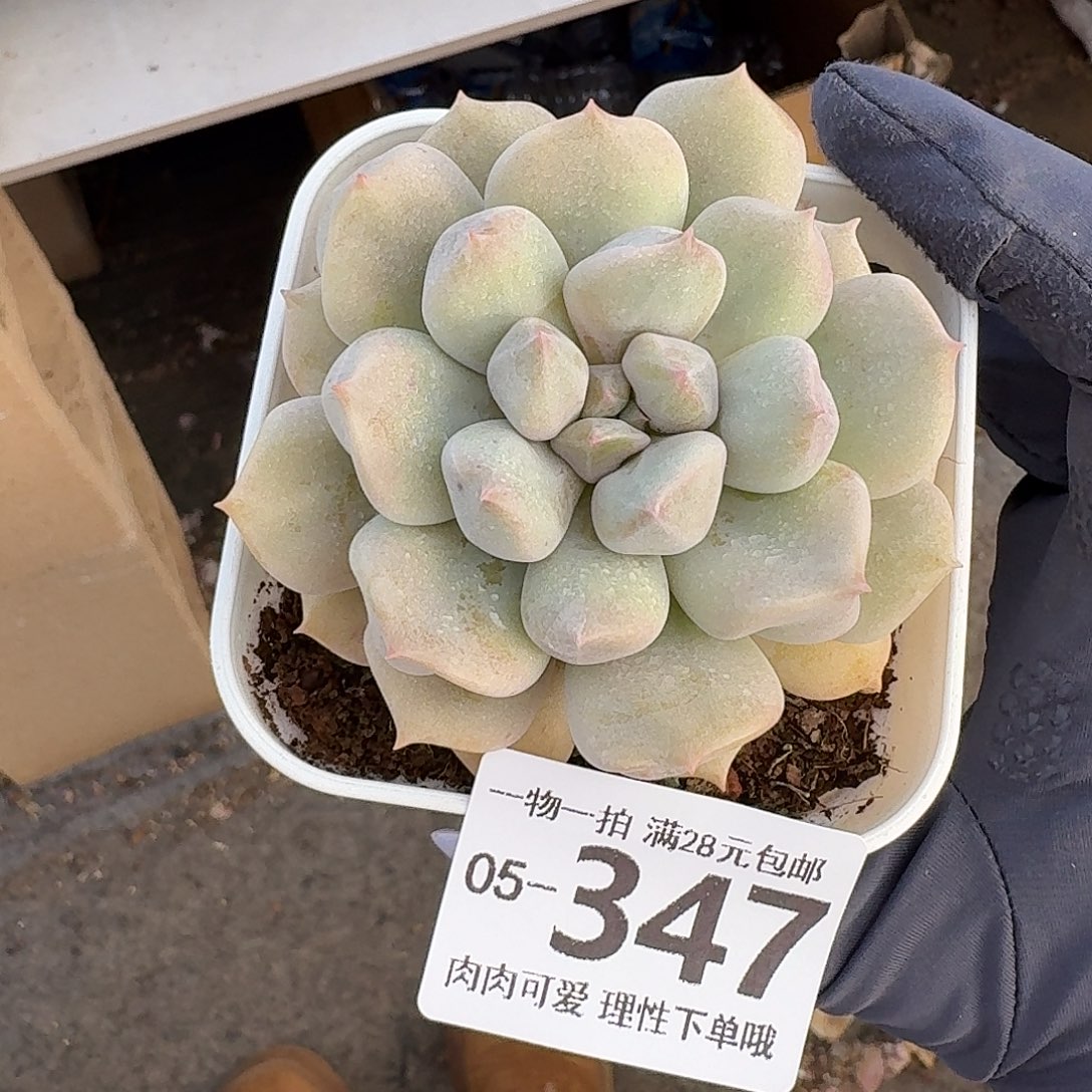 超奶无盆土发货无