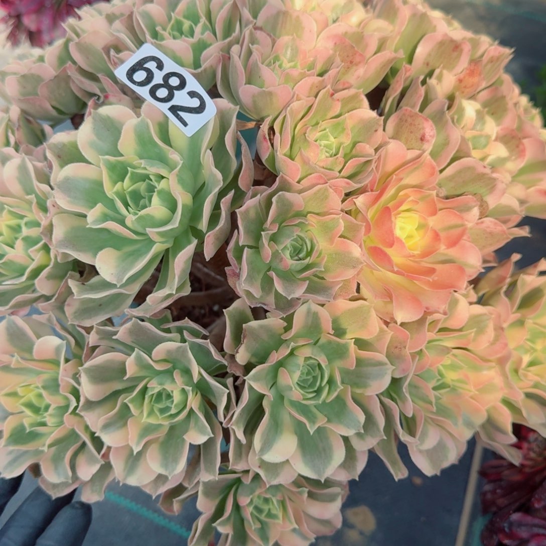 682白凤多肉植物
