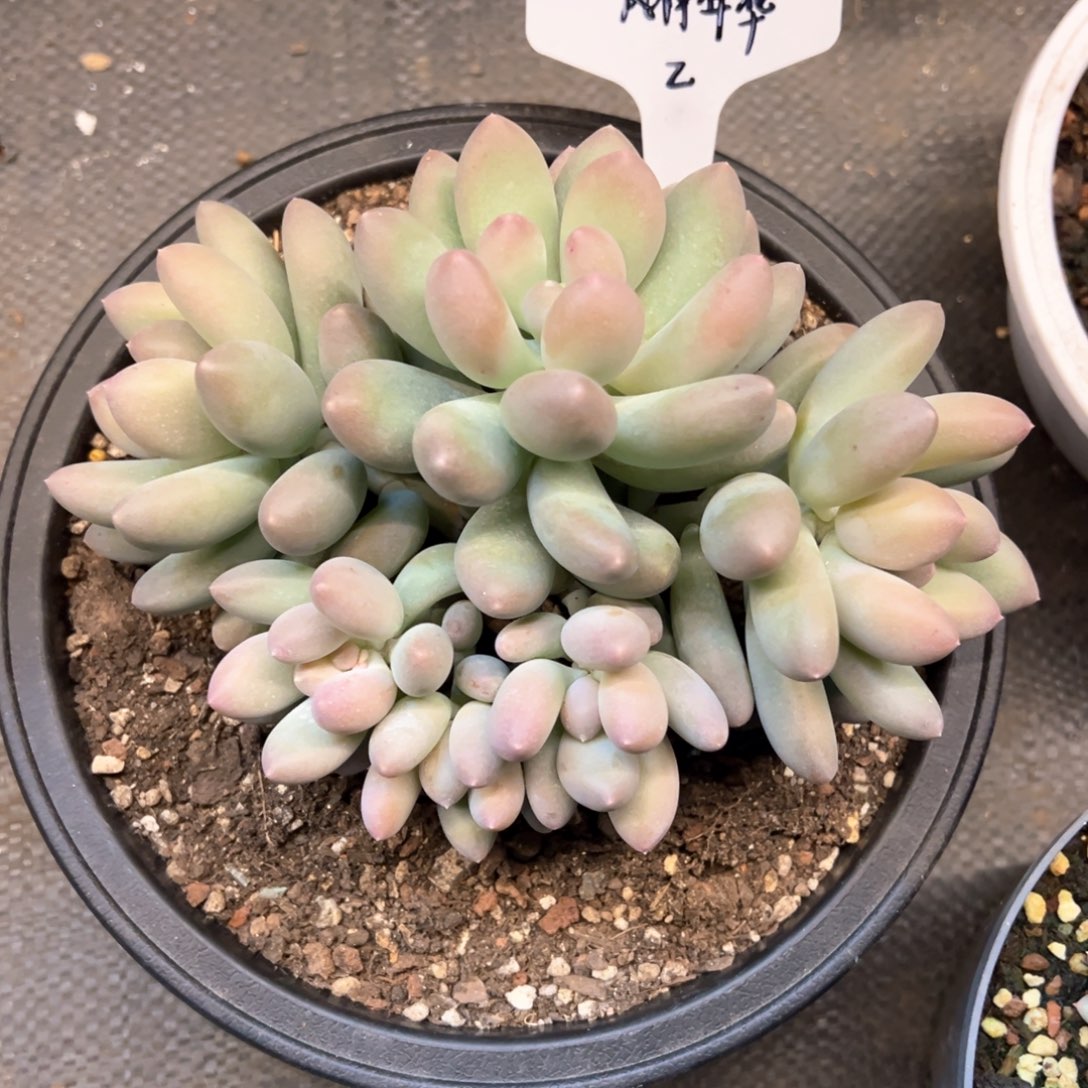 风**华2；f vv b b b