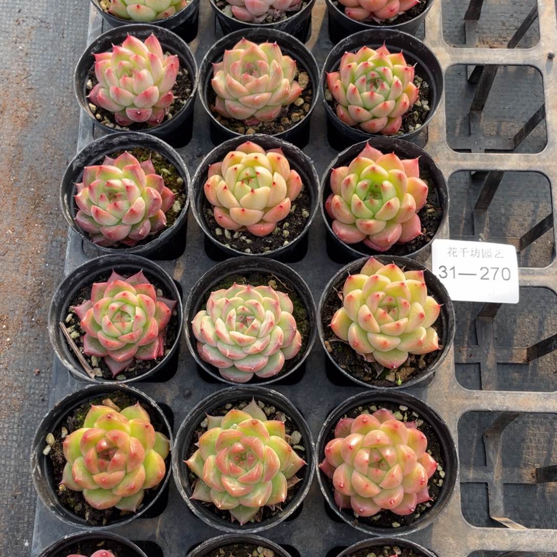 一物一拍18颗31-270