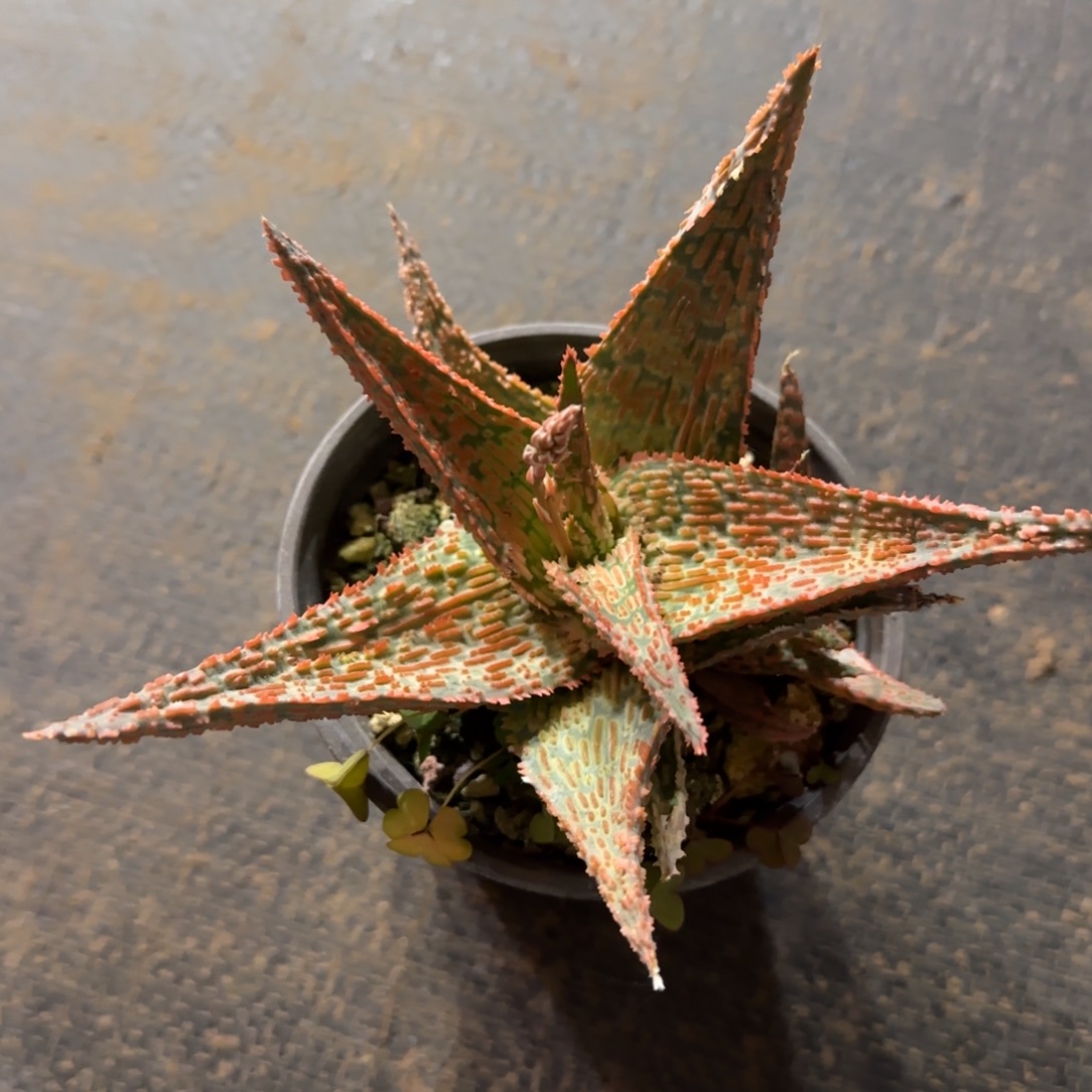 010不知名芦荟多肉