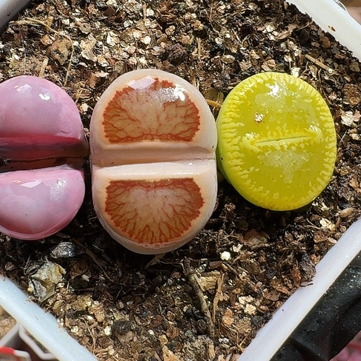 生石花222:：。  162