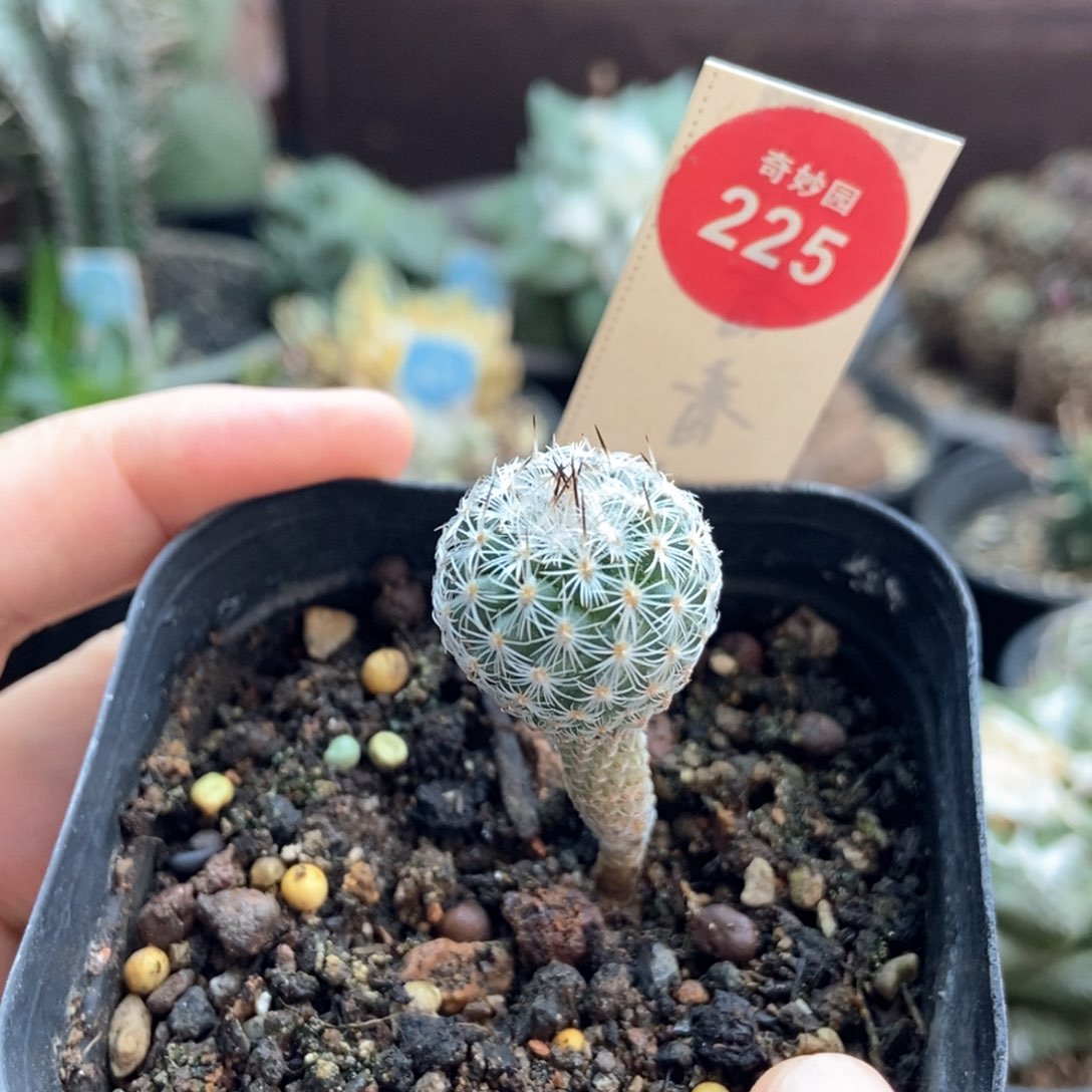 实生带中刺赤花美针玉1.9cm