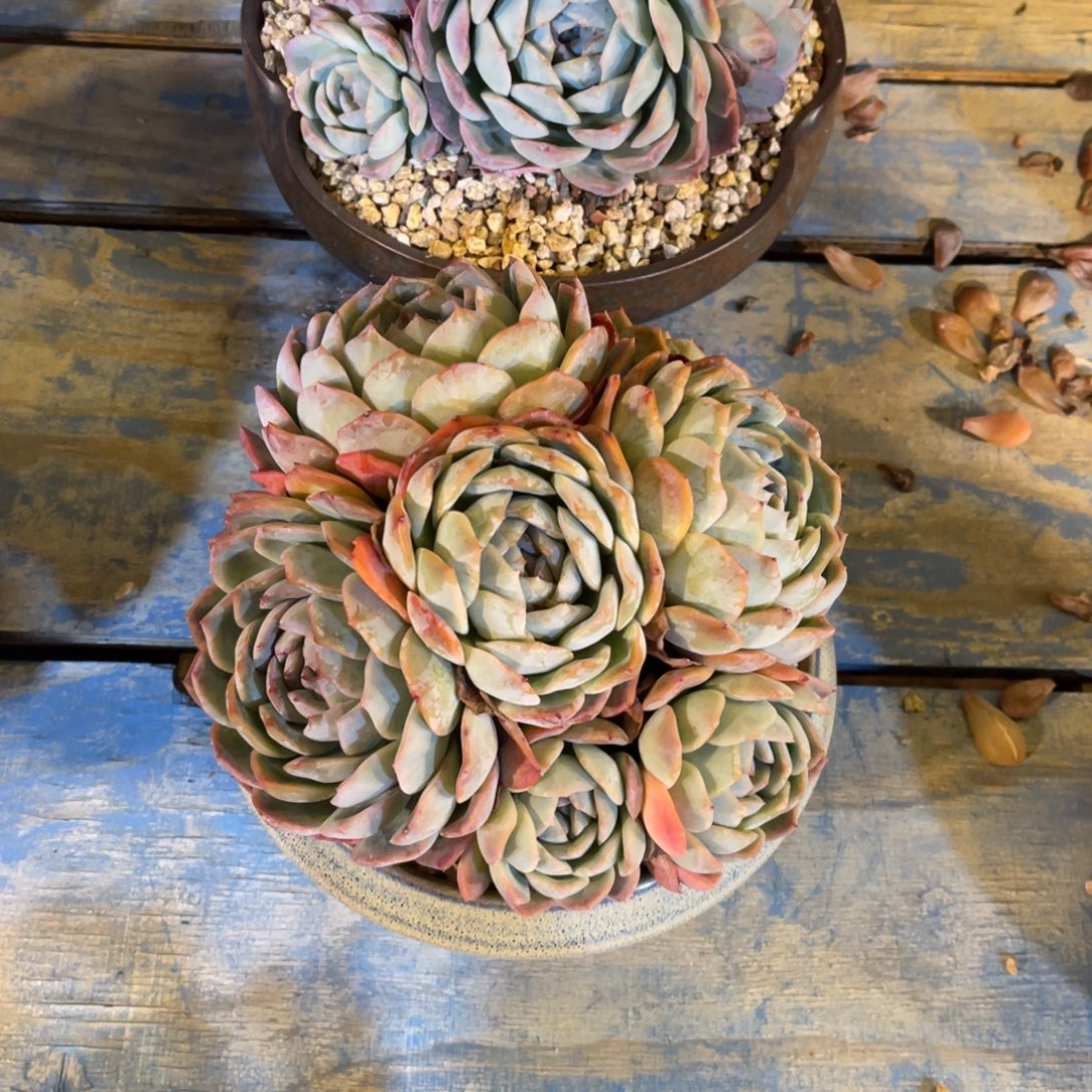 群生莎莎女王裸根发货