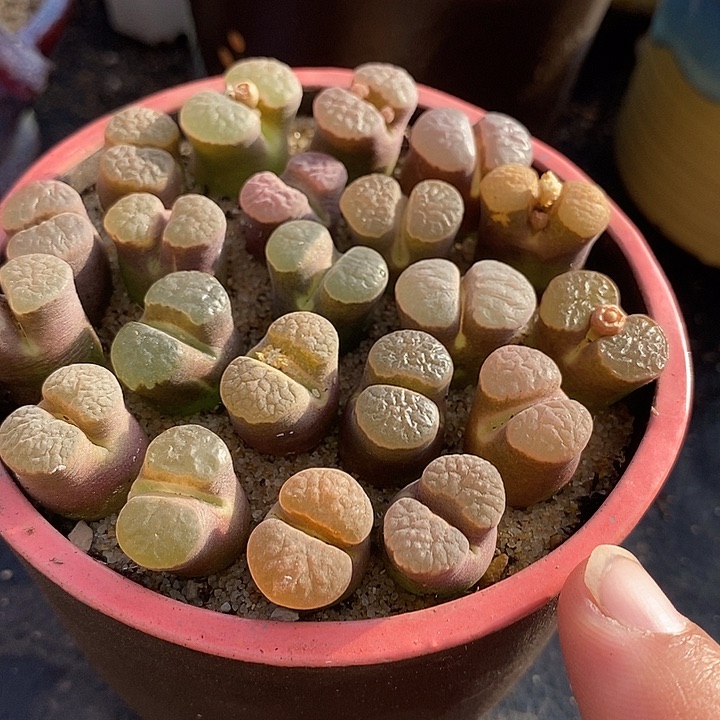 26537大班克磁铁一盆