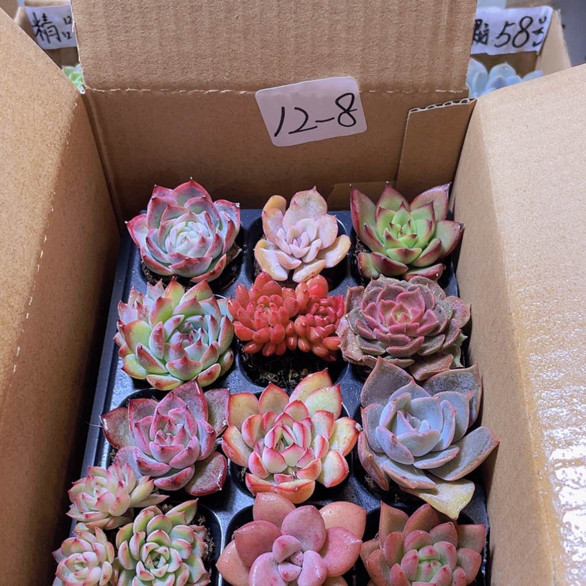 【闪购商品】12颗-8