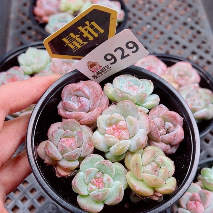 多肉植物多肉植物