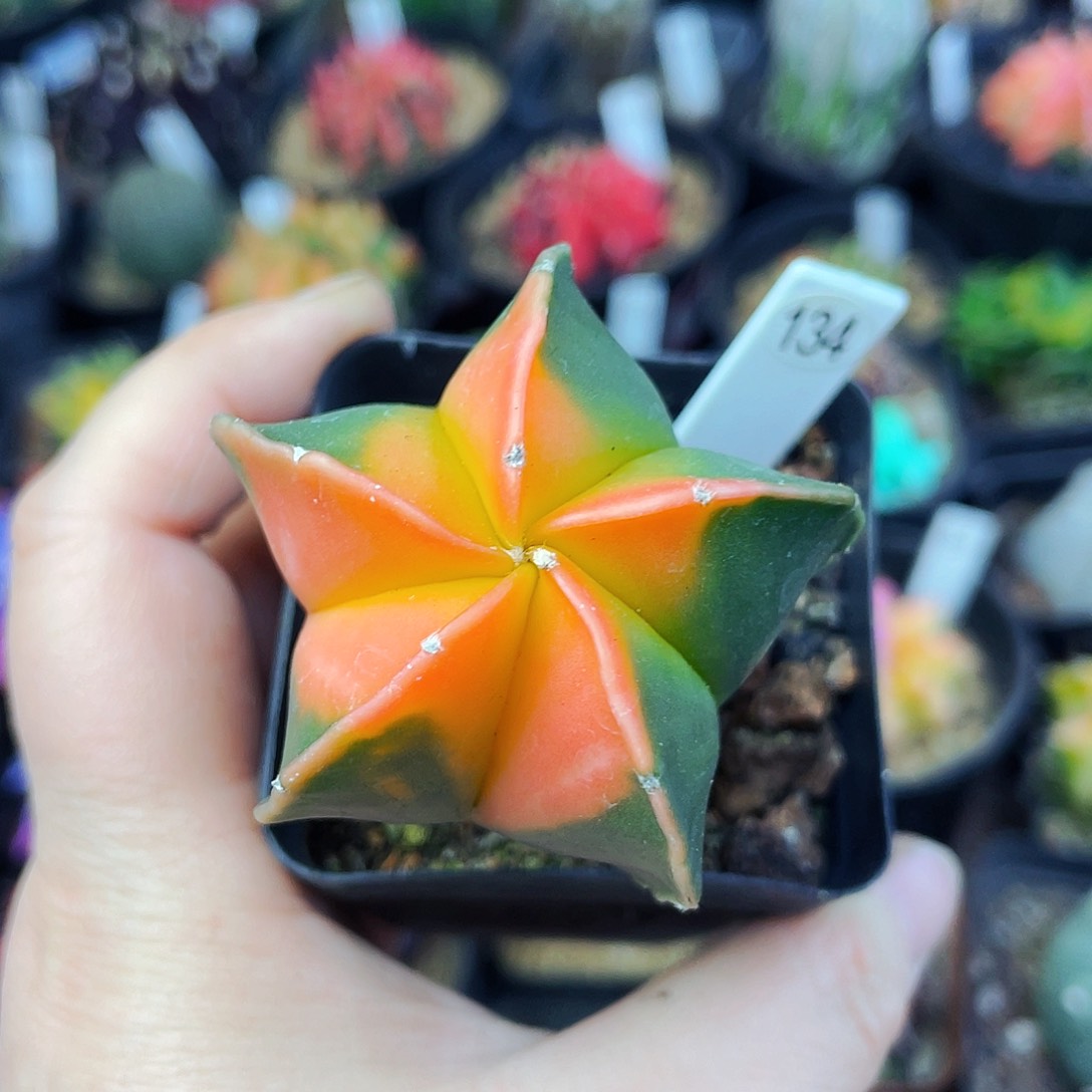 非偏远地区满25包邮仙人球