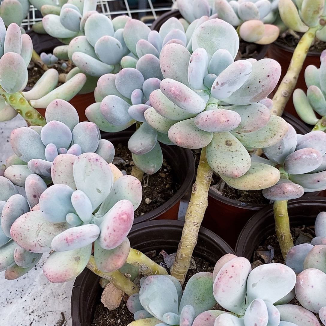 原始奶酪多头群生老桩