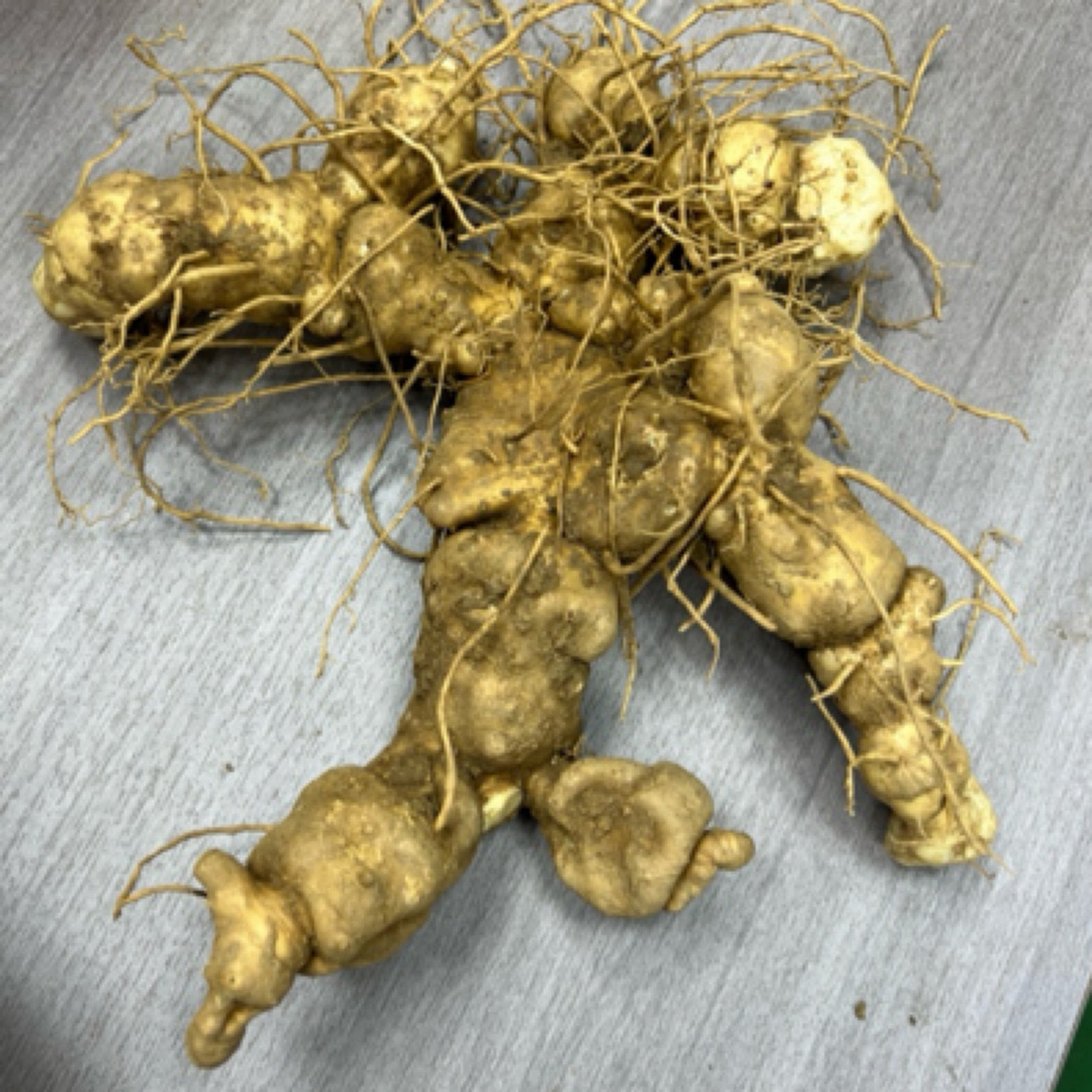 黄精（新鲜黄精下山货）3到8年的货