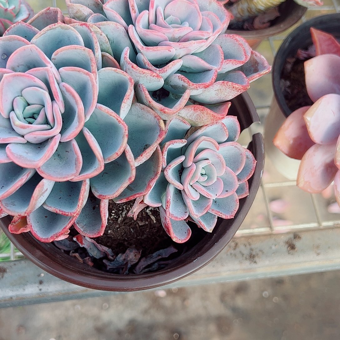 美尻多头群生精品特价