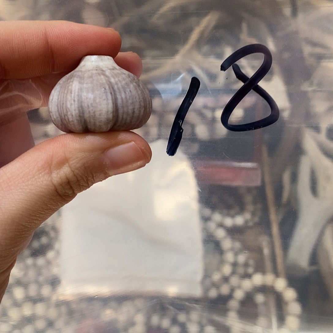 开****非金属鹿角鹿角鹿角