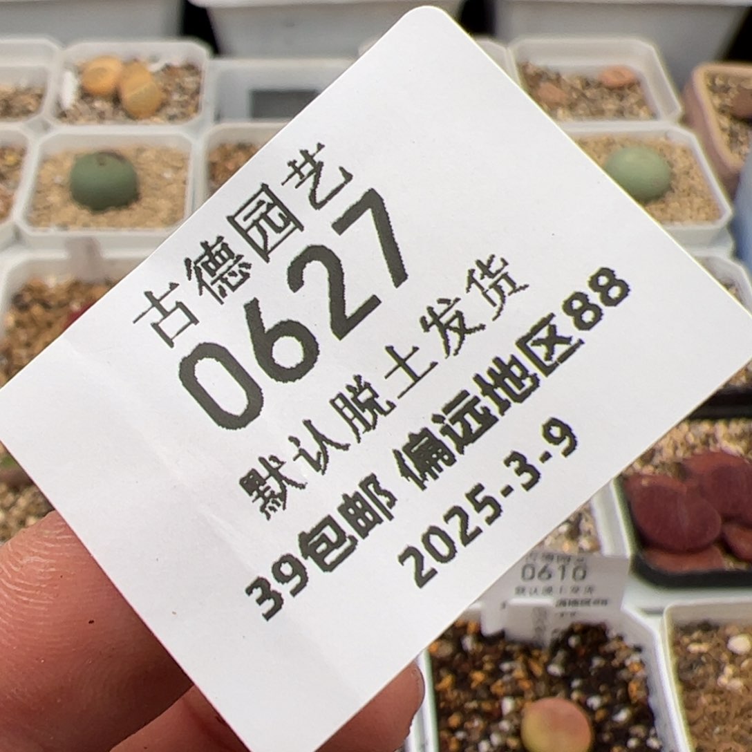 森*专拍 多肉植物