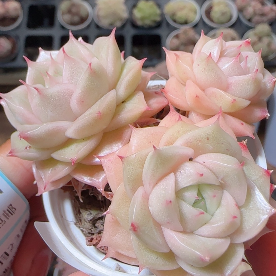 花语多肉1223-176散