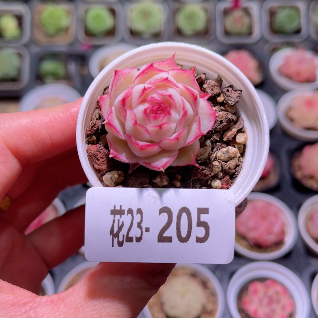 花利美23-205女王