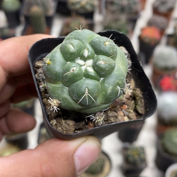 无刺象牙特价福利