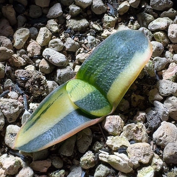 大型对叶卧牛锦实生