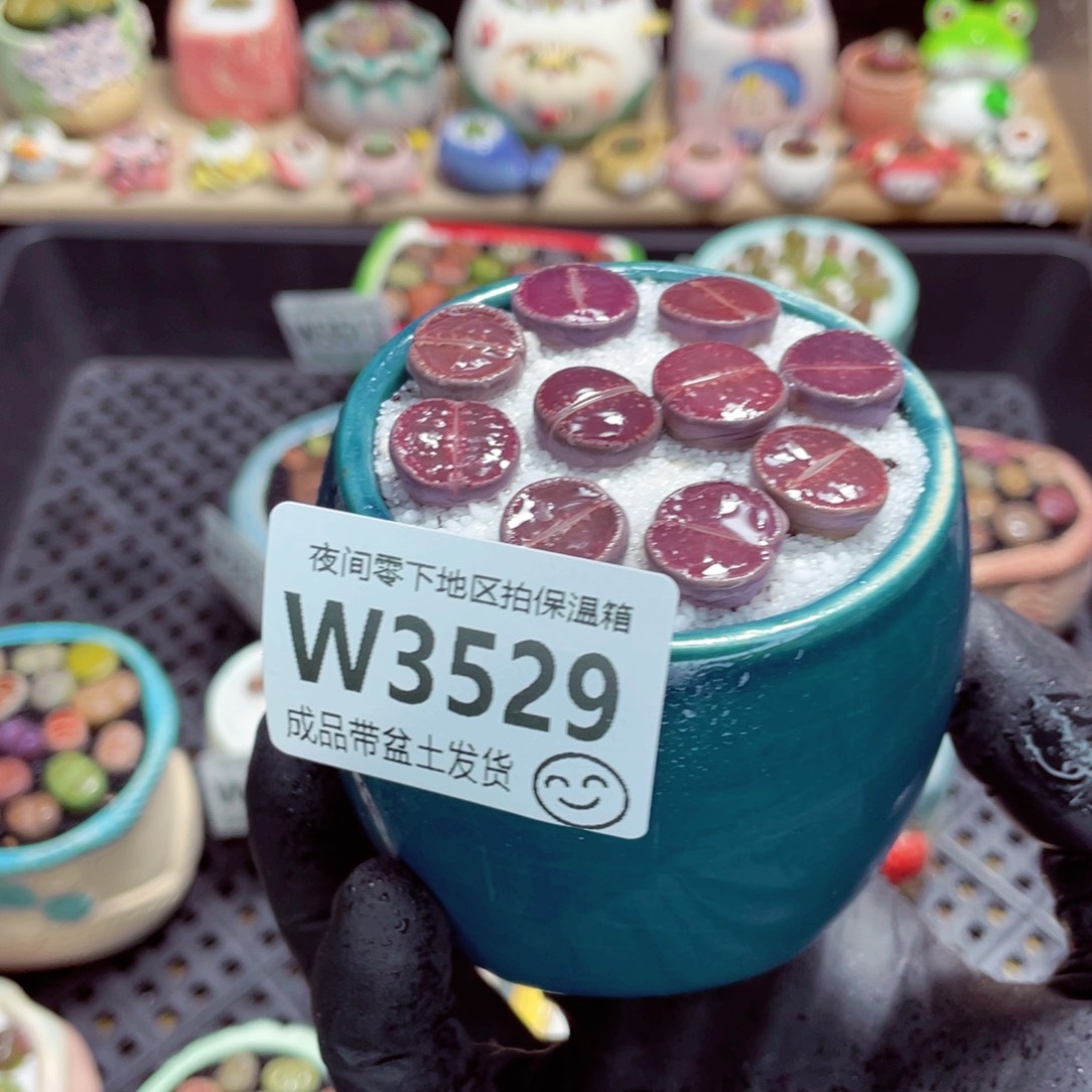 夜间零下地区拍保温箱w3529