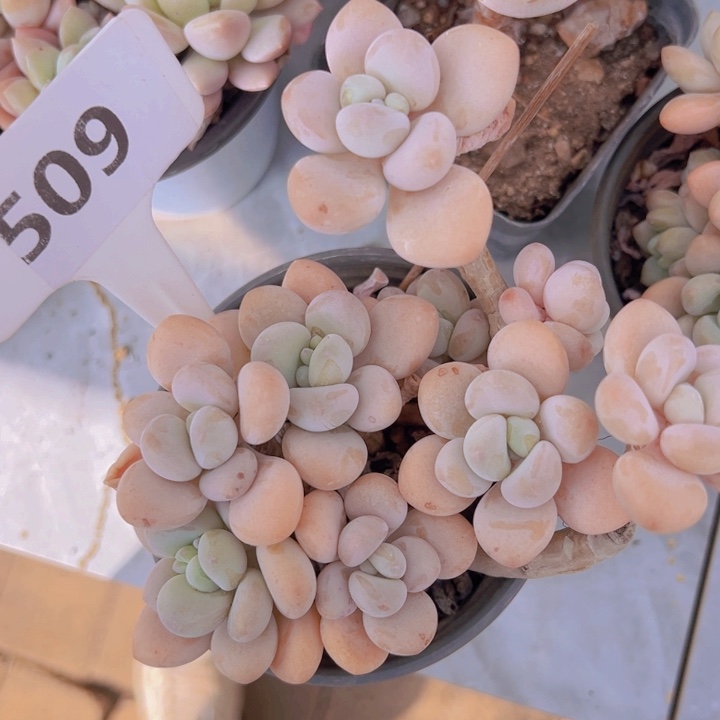 健健康康平平安安