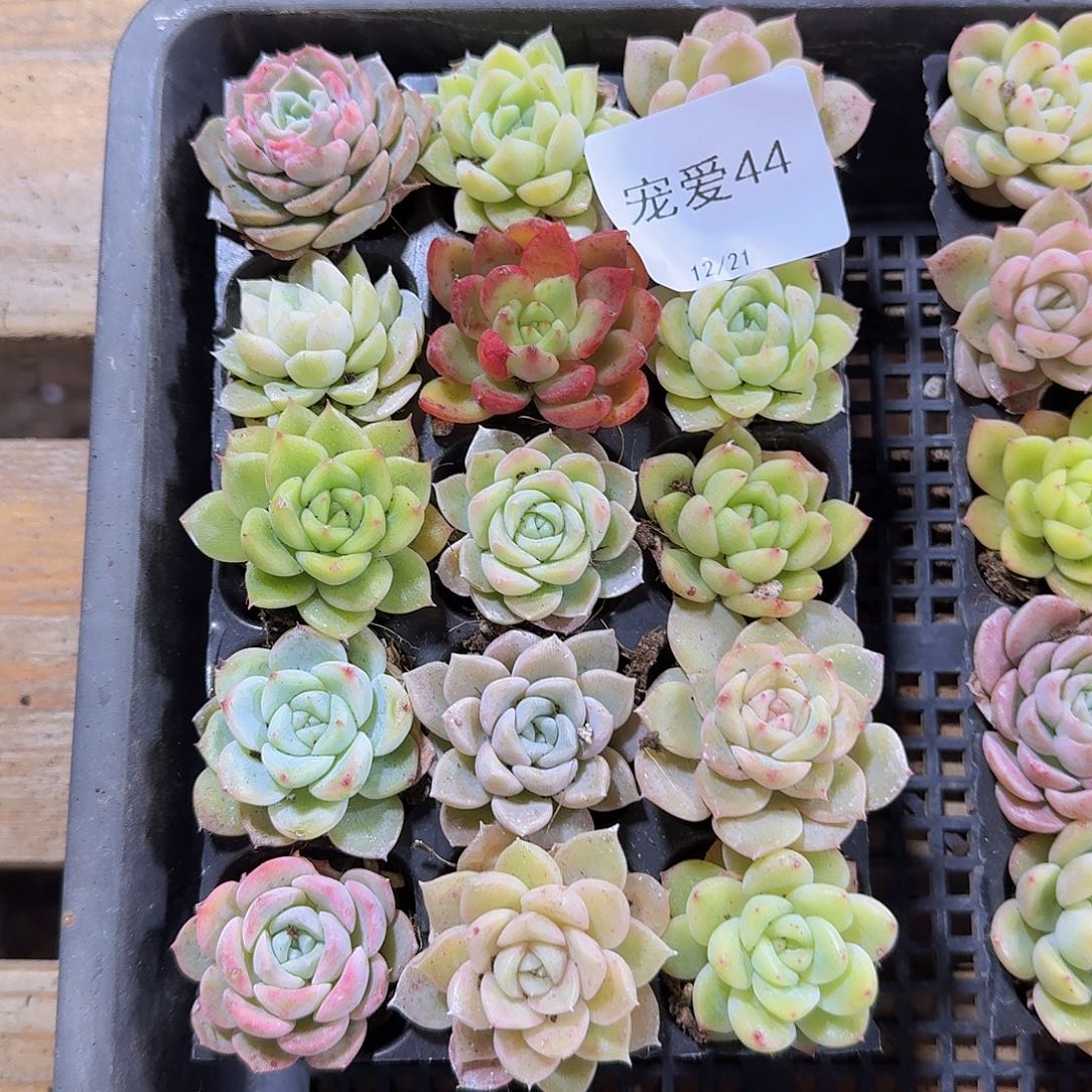 直播福利一物一拍44