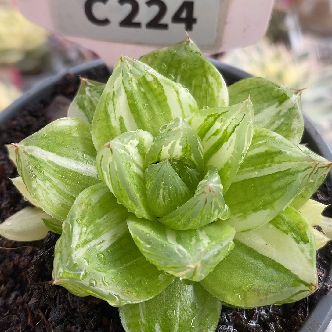 224京之华哈哈哈哈哈哈