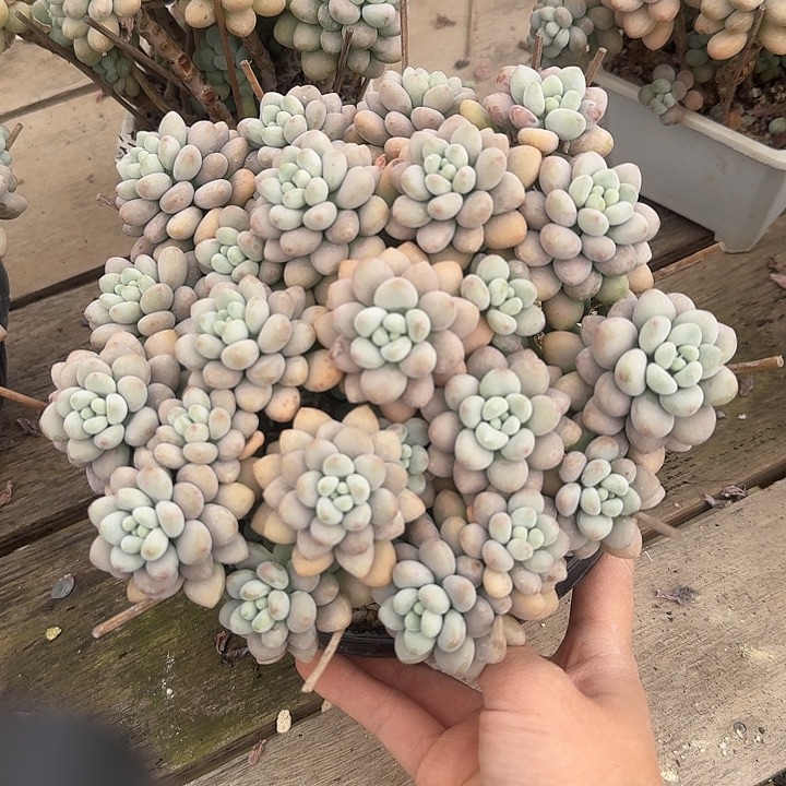 达芙妮多肉植物保护，你