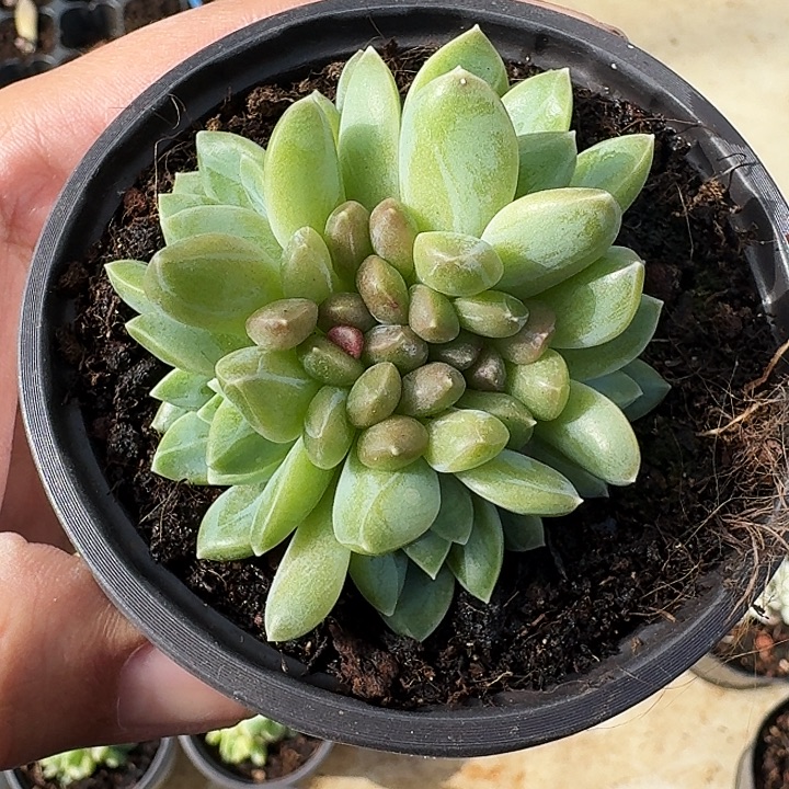 水晶萝莉 叶插 一物一拍