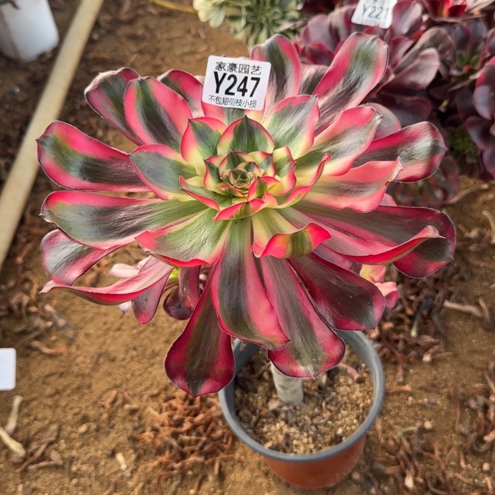 247五毒白官服15左右2