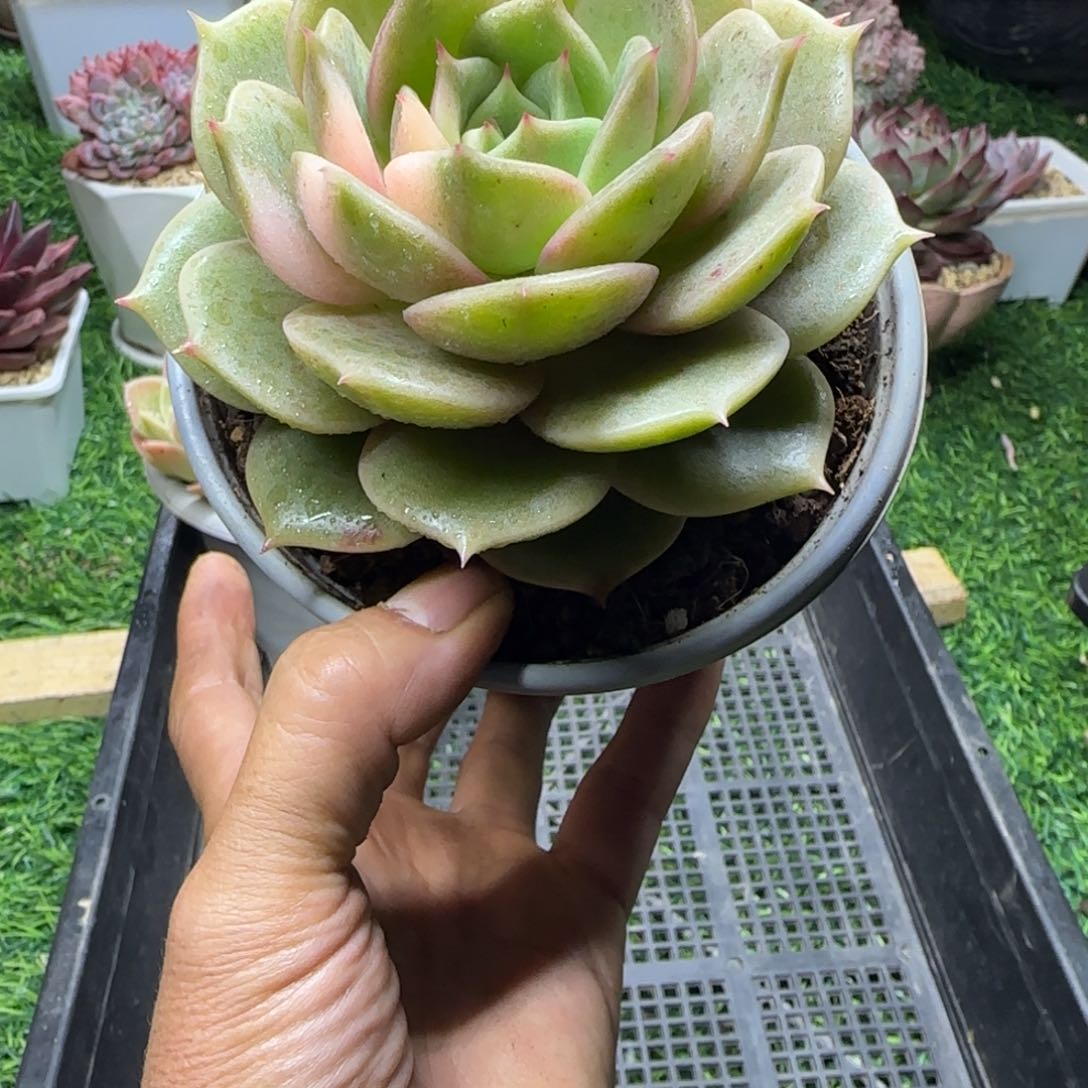 锦安多肉精品植物256