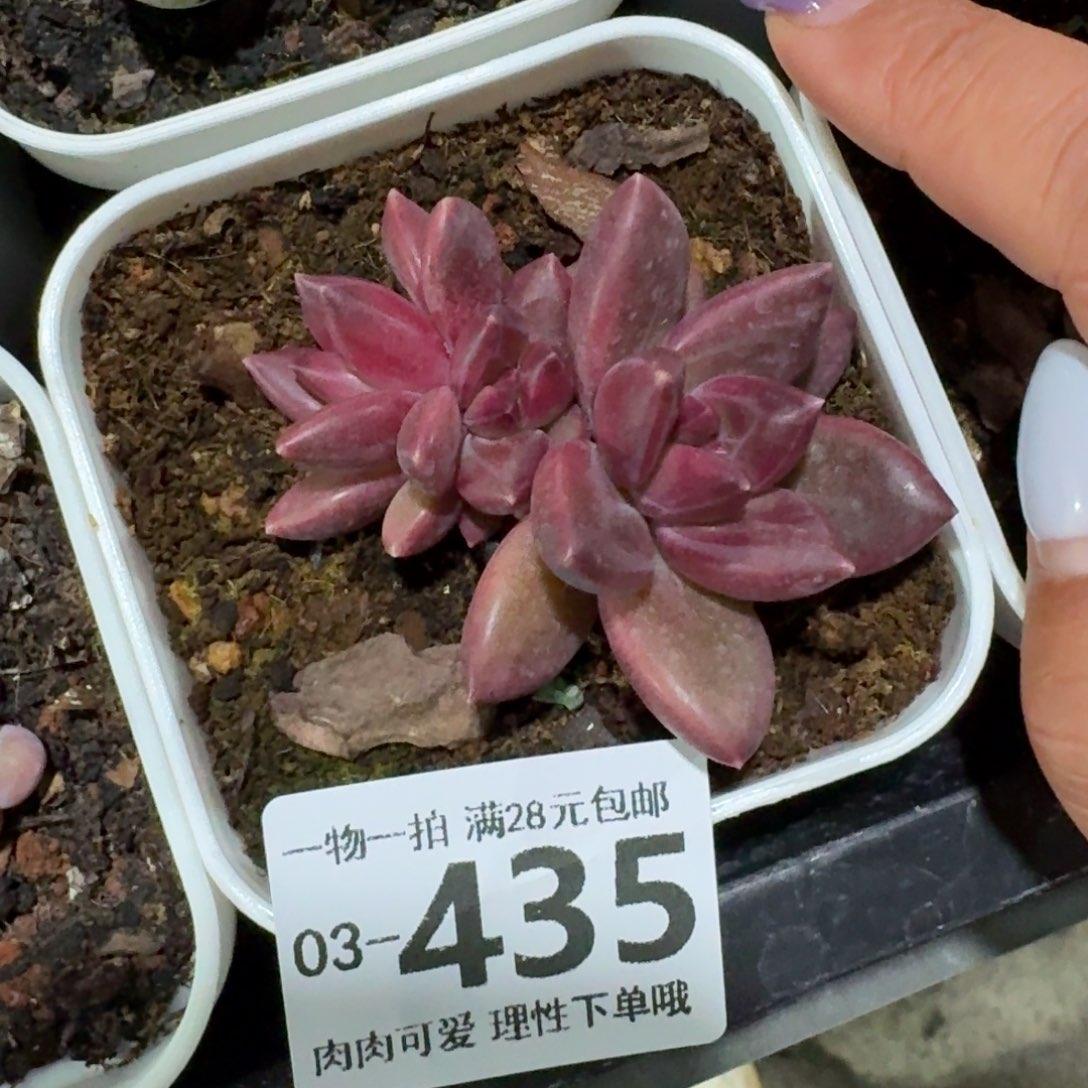 迷雾泡泡无盆土发货