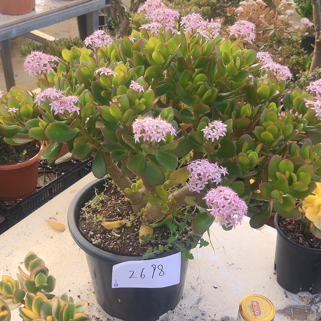 韩版糖果紫叶2698号