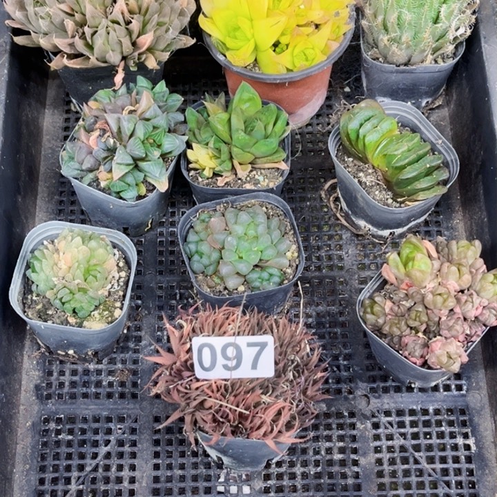 097雨露一物一图如图带盆