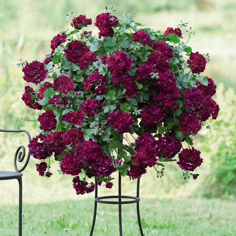 惠惠的花园紫红色垂吊天竺葵黑魔法单花大花瓣丝绒质感天竺葵花苗