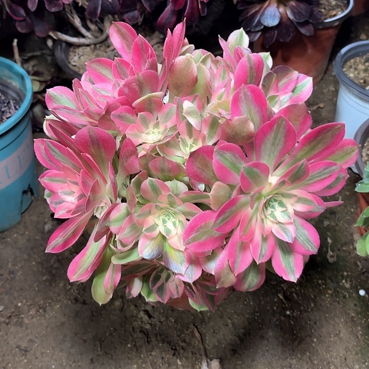 多肉植物粉女朗砍过43