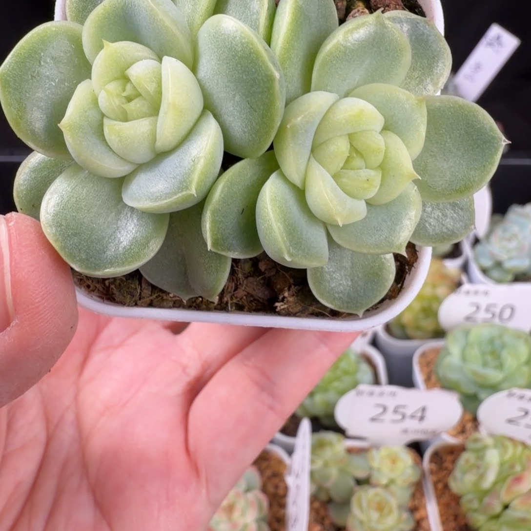 白玉珍妮双头福利258号