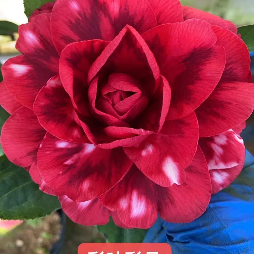 品种茶花，一物一拍，不选品勿拍，不支持7天无理由退货