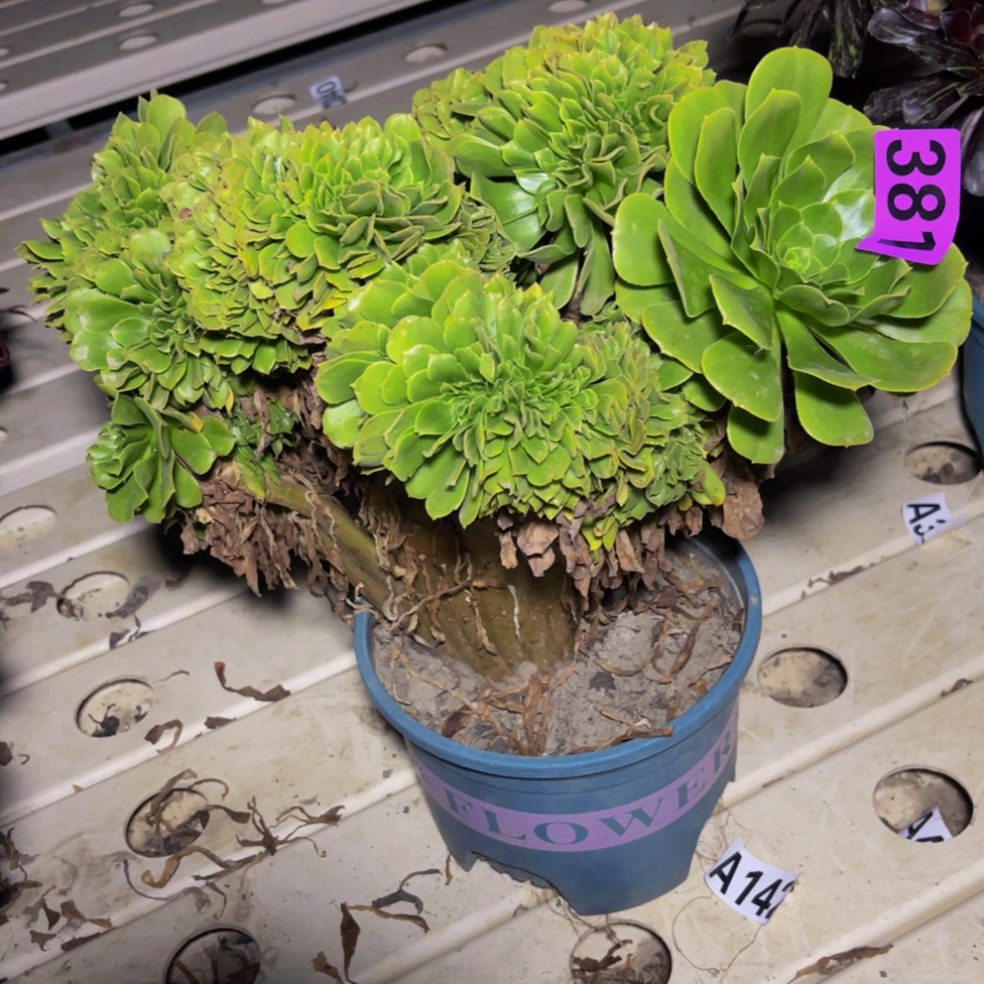 绿杨蓉法师7////——24包邮