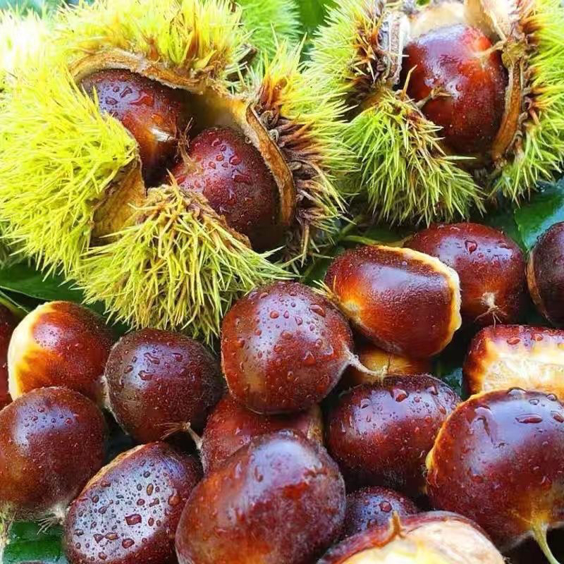 【沂蒙山板栗】新鲜带壳板栗粉糯香甜内皮好剥
