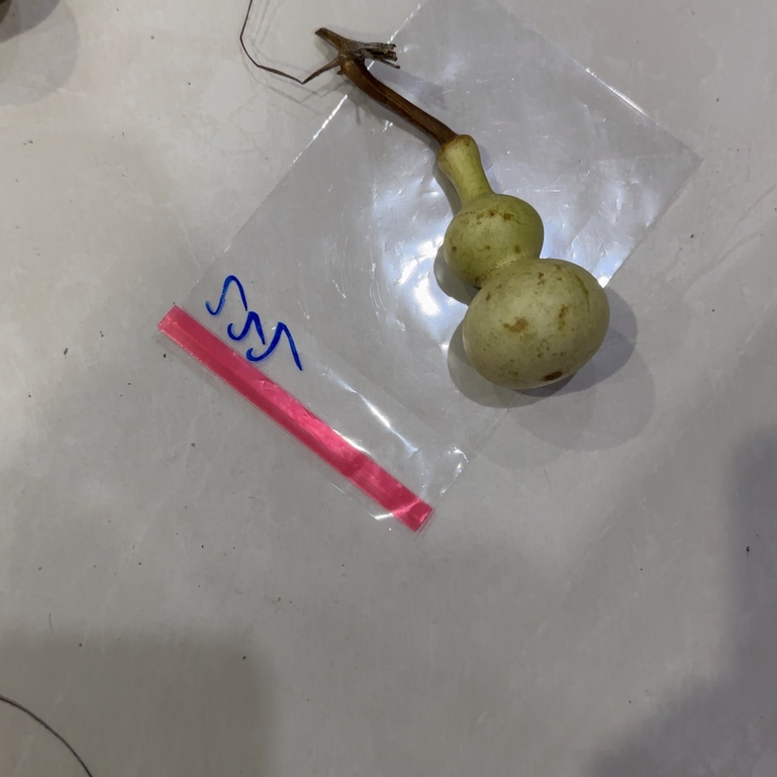 老***粉青皮不包成青皮不包成