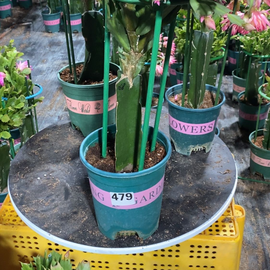 【闪购商品】完全开放宣*479嫁接068