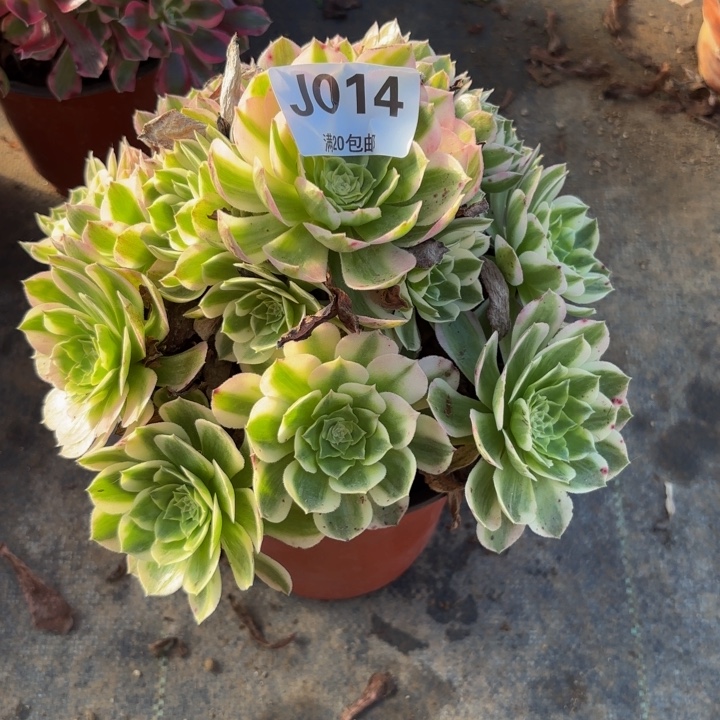 瑞妈多肉植物014.