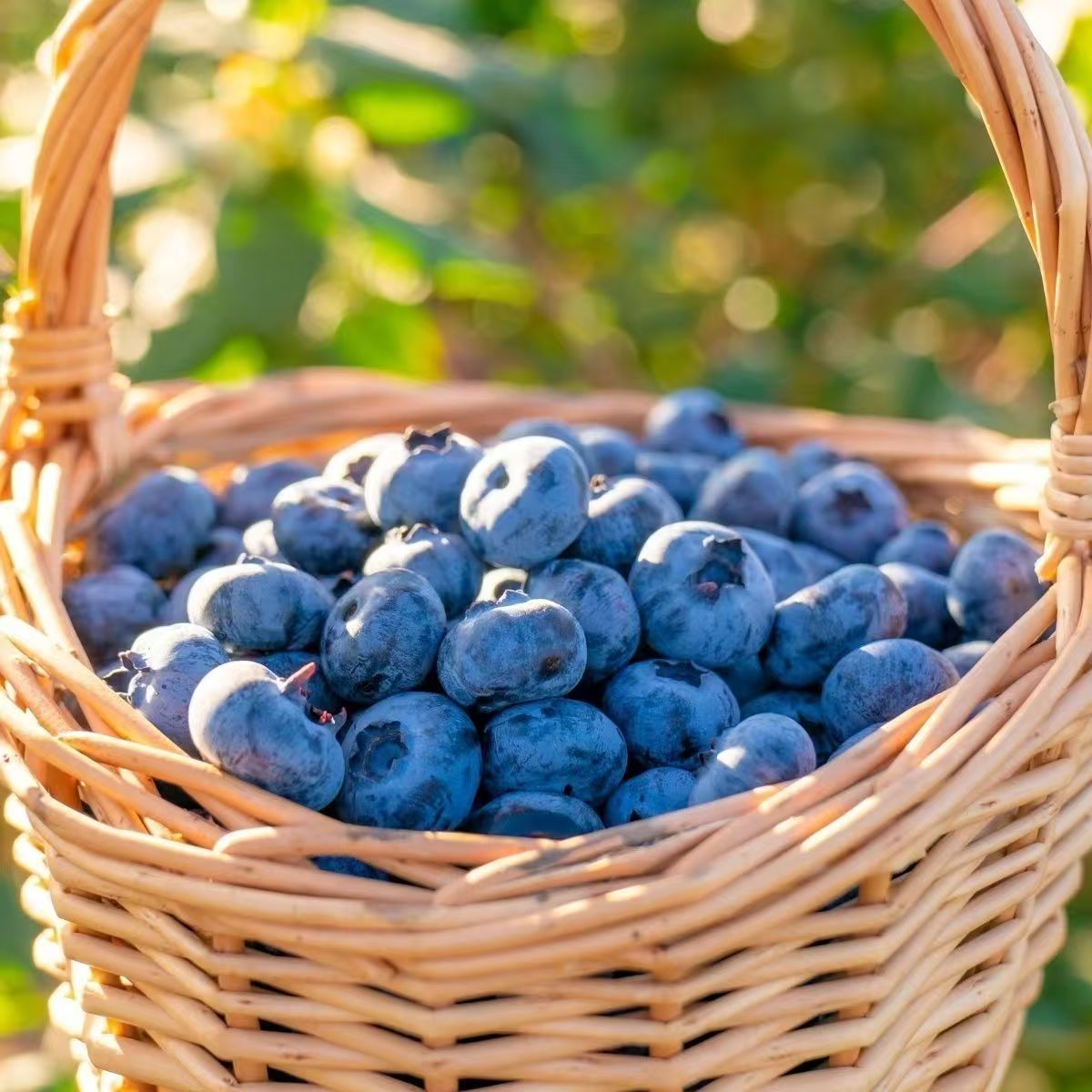 蓝莓一箱10盒 100g/盒