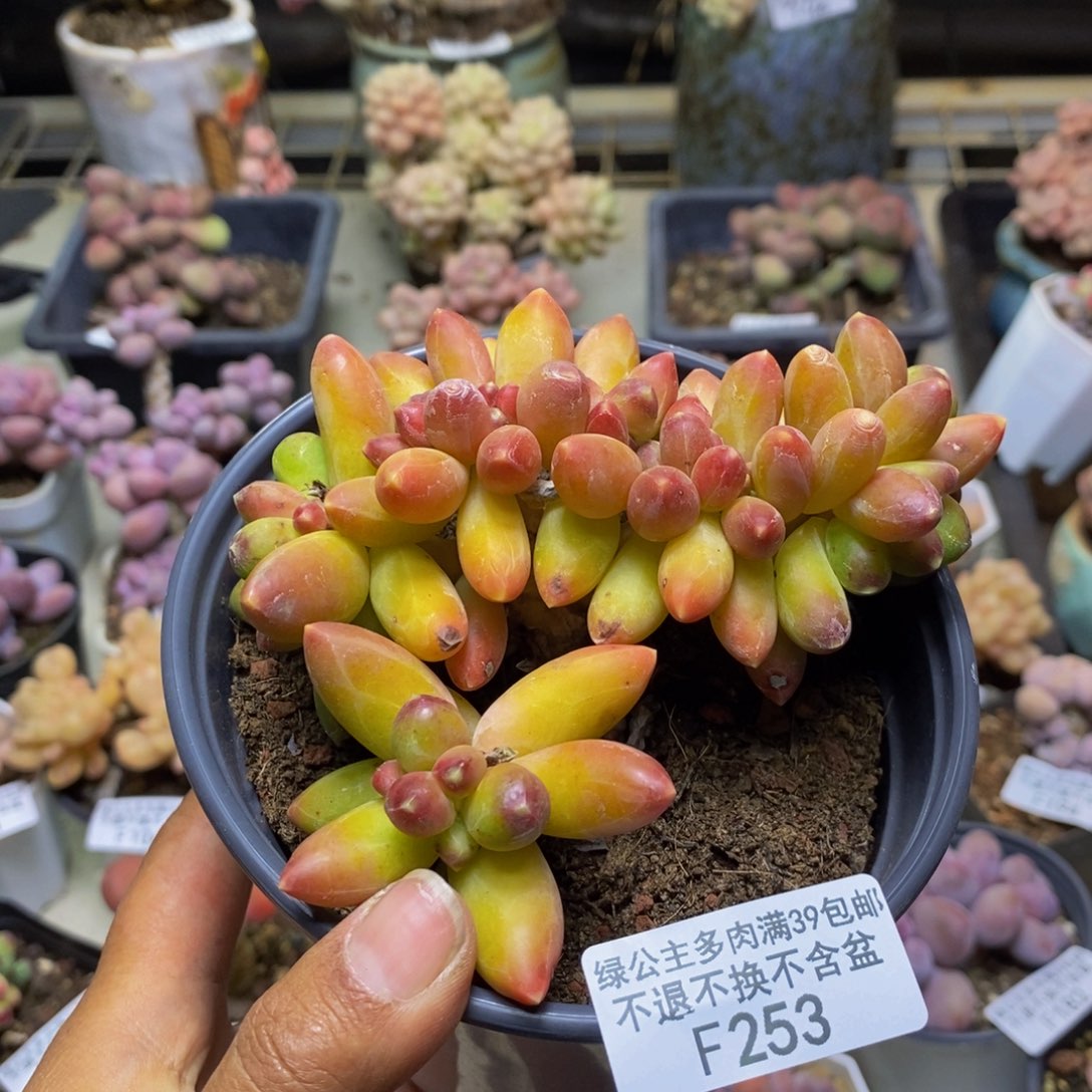 253香蕉树缀轻微掉叶