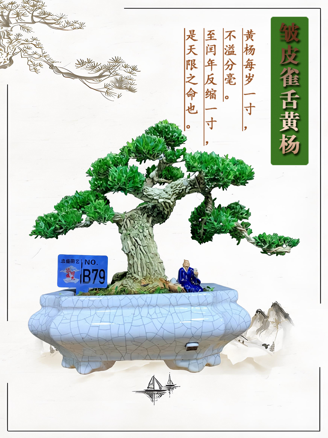 【B79】精品矮霸老桩黄杨盆景室内外好养盆栽阳台庭院植物四季常青