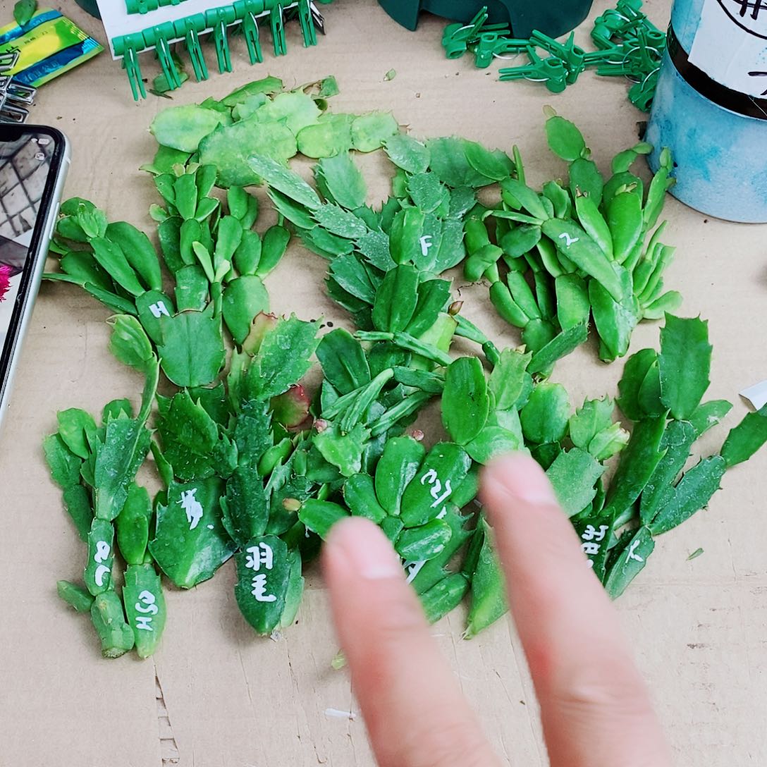 诚***炭无花朵叶片福利一物一拍